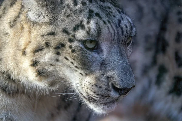 Kar Leoparı Portreyi Yakından Çek Sana Bak — Stok fotoğraf