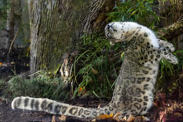 Snö Leopard Närbild Porträtt Tittar Dig — Stockfoto