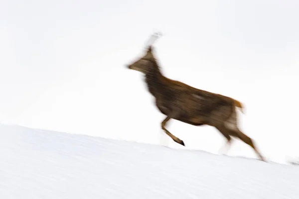 Veado Fundo Neve Temporada Inverno Mover Efeito Pintura Câmera — Fotografia de Stock