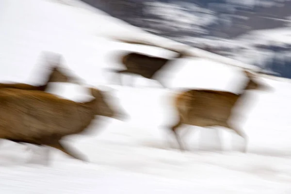Cervo Sullo Sfondo Neve Nella Stagione Invernale Spostare Effetto Pittura — Foto Stock
