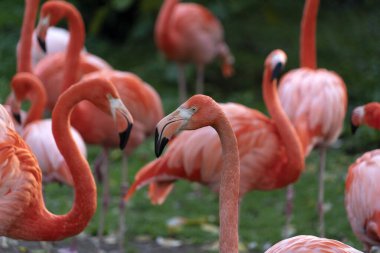 Pembe flamingolu aile grubu yeşil çimlerde