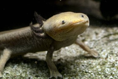 Axolotl su altında larva yiyor. Yaklaş.