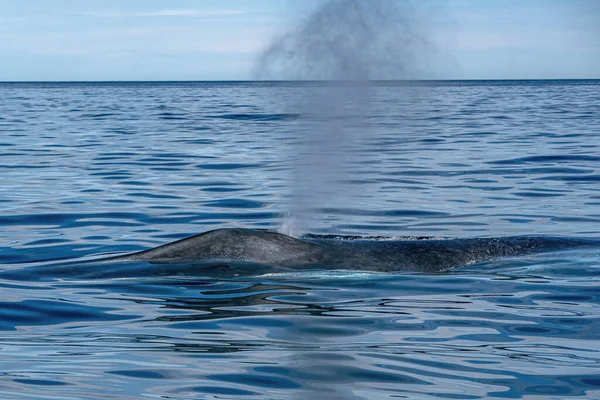 Soprando Baleia Azul Maior Animal Mundo Califórnia Baja — Fotografia de Stock