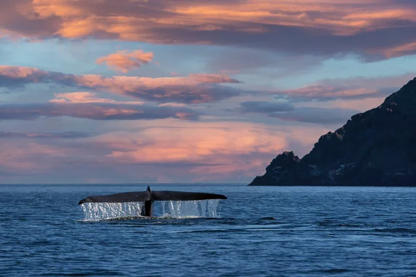 Blue Whale Staart Het Grootste Dier Ter Wereld Bij Zonsondergang — Stockfoto