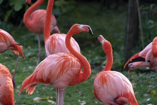 Różowe Flamingi Grupa Rodziny Zielonej Trawie — Zdjęcie stockowe