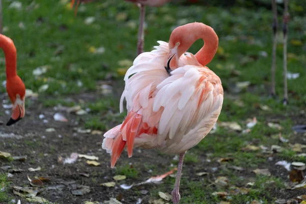 Grupo Familiar Flamingos Rosa Grama Verde — Fotografia de Stock