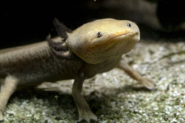 Axolotl Subaquático Comendo Larva Perto — Fotografia de Stock