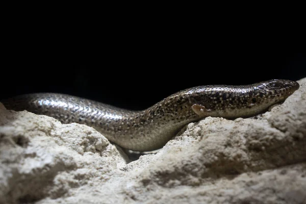 Chalcides Ocellatus Lézard Africain Portrait Sur Noir — Photo