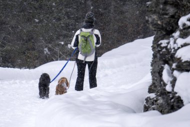 Kışın dolomitlerin içinde köpekle birlikte karda yürüyüş yapmak.