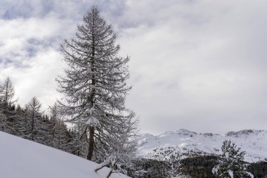Santa Caterina valfurva İtalya Alp Dağları kışın kar yürüyüşü yapan orman manzarası