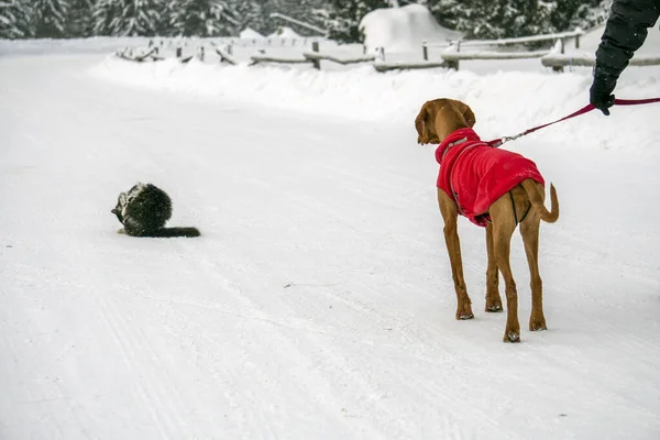 Dog Cat Human Snow Dolomites Winter — Stockfoto