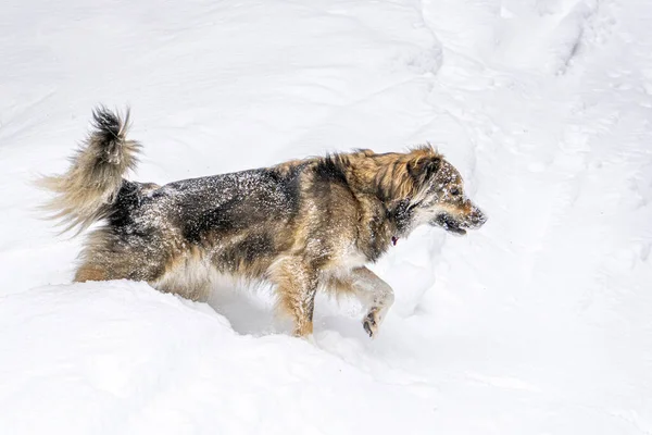 Anjing Salju Pegunungan Musim Dingin — Stok Foto