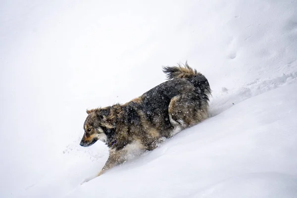Hond Sneeuw Bergen Het Winterseizoen — Stockfoto