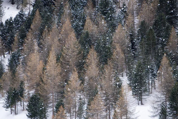 Santa Caterina Valfurva Italian Alps Mountains Winter Snow Hiking Forest — Fotografia de Stock
