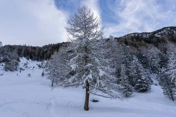Santa Caterina Valfurva Italian Alps Mountains Winter Snow Hiking Forest — Foto Stock