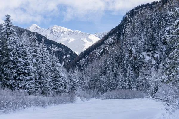 Santa Caterina Valfurva Italian Alps Mountains Winter Snow Hiking Forest — Foto Stock