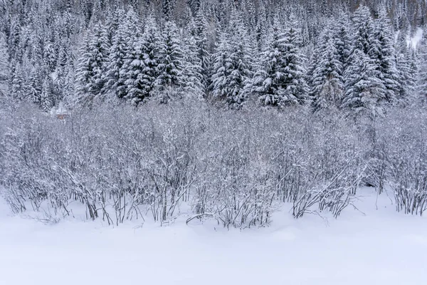 Santa Caterina Valfurva Italian Alps Mountains Winter Snow Hiking Forest — Stock Photo, Image