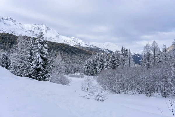 Santa Caterina Valfurva Italian Alps Mountains Winter Snow Hiking Forest — Stockfoto