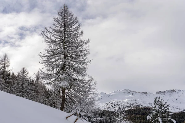 冬の雪のハイキングの森のパノラマの風景でサンタ カテリーナ バルフルバイタリアアルプスの山々 — ストック写真