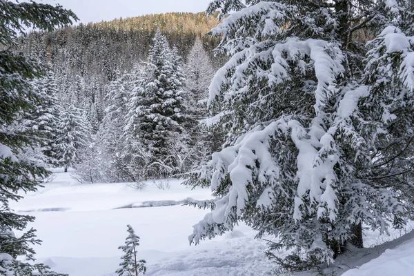 Santa Caterina Valfurva Italian Alps Mountains Winter Snow Hiking Forest — Stock Photo, Image