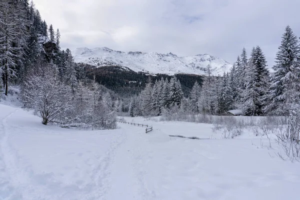 Santa Caterina Valfurva Italiano Alpes Montañas Invierno Nieve Senderismo Bosque —  Fotos de Stock
