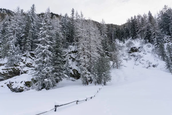 Santa Caterina Valfurva Italské Alpy Hory Zimě Sníh Turistika Les — Stock fotografie