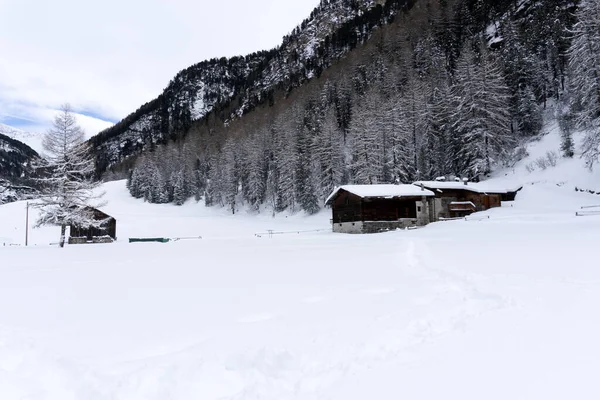 Santa Caterina Valfurva Alpi Italiane Montagne Inverno Neve Trekking Bosco — Foto Stock