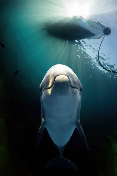 Delfin Pod Wodą Tle Niebieskiego Oceanu Patrząc Ciebie — Zdjęcie stockowe