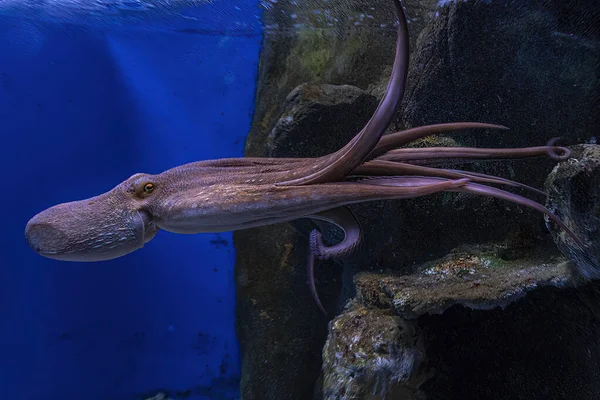 Octopus Underwater Close Portrait Detail While Swimming — Stock Photo, Image