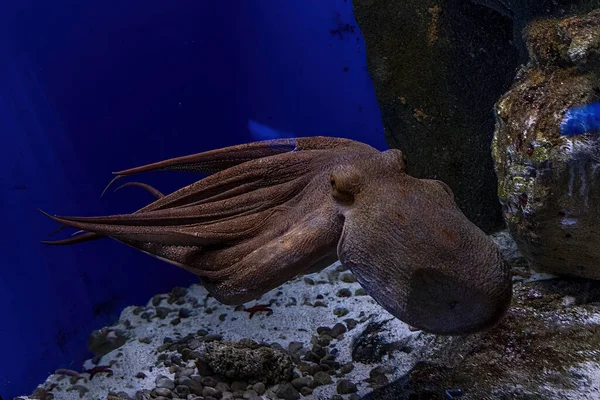 Octopus Underwater Close Portrait Detail While Swimming — Stock Photo, Image