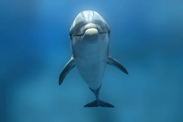 Δελφίνι Υποβρύχια Στο Μπλε Φόντο Του Ωκεανού Κοιτάζοντας Σας — Φωτογραφία Αρχείου