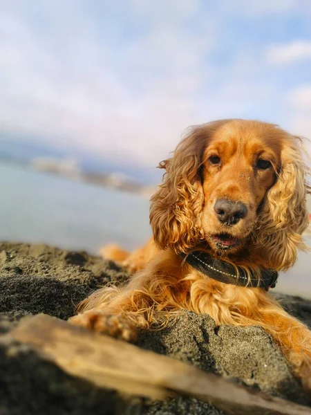 Happy Dog Cocker Spaniel Playing Beach — Stockfoto