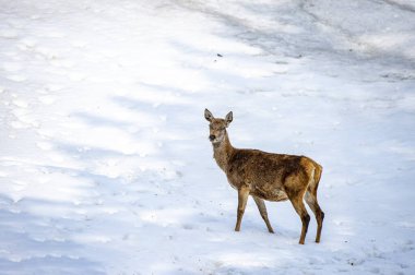 kış döneminde bakıyorsun süre geyik portre