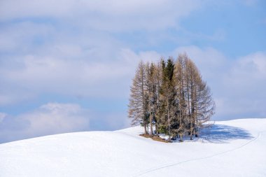 Dolomitlerle kaplı ağaç çam ağaçları kar panorama posterleri kış manzarası