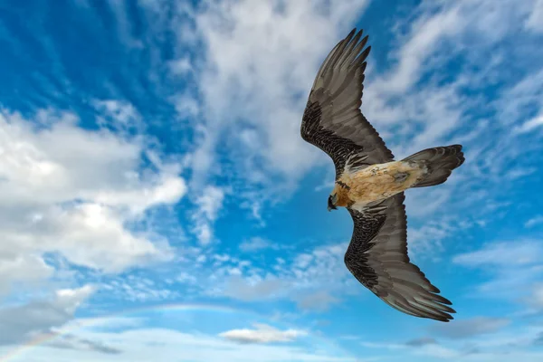 Buitre Barbudo Virgen Presa Volando Gran Parque Paradiso Italia —  Fotos de Stock