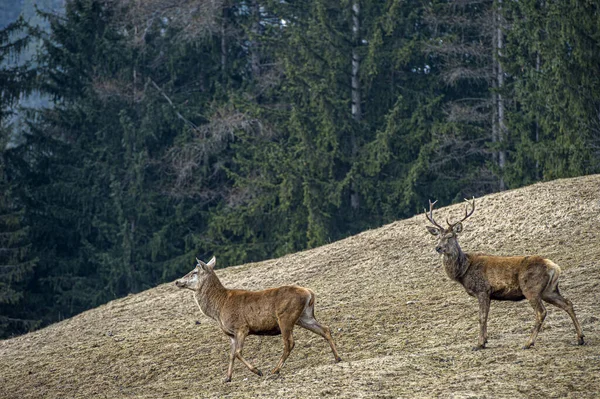 冬時間を見ながら鹿の肖像画 — ストック写真