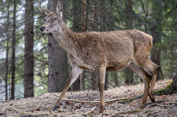 Deer Portrait While Looking You Winter Time — Stock Photo, Image