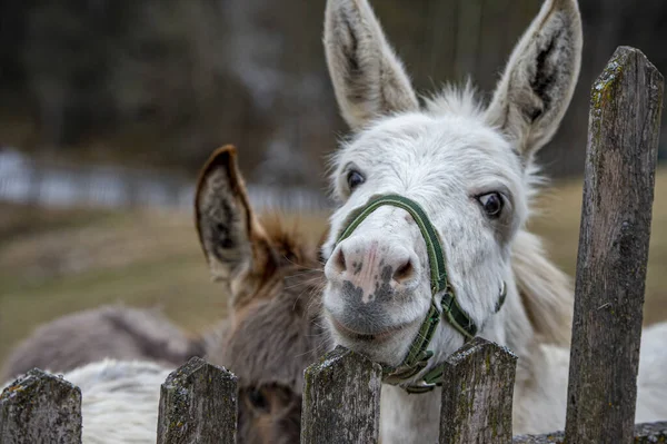 White Donkey Portrait Close Mountain Background — Stock Photo, Image