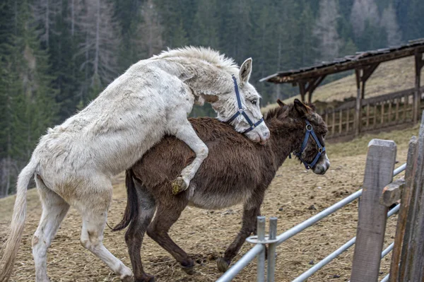 Burro Blanco Mientras Aparea Marrón Retrato Cerca Fondo Montaña — Foto de Stock