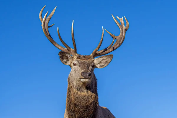 冬時間を見ながら鹿の肖像画 — ストック写真