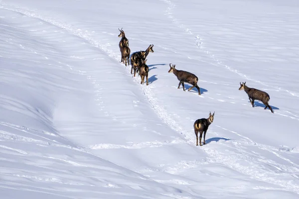 冬の白い雪背景にシャモア鹿の親子 — ストック写真