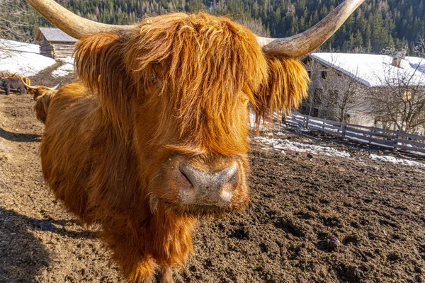 Highlander Escocés Peludo Vaca Yak Detalle Cerca —  Fotos de Stock