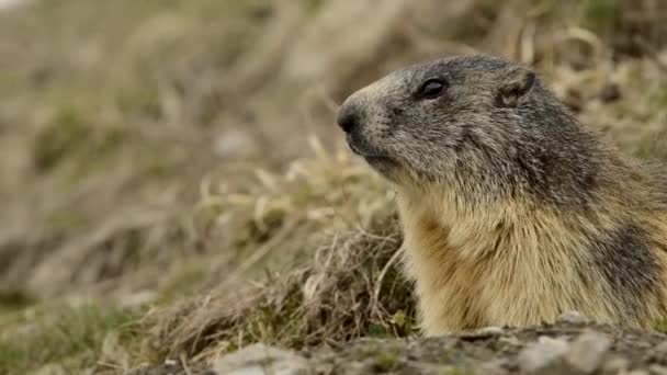 Marmota Marmota Montanha Olhando Para Você — Vídeo de Stock