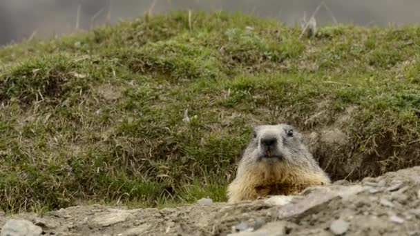 Marmota Marmota Montanha Olhando Para Você — Vídeo de Stock