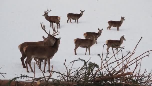 Deer Family Snow Winter — Stockvideo