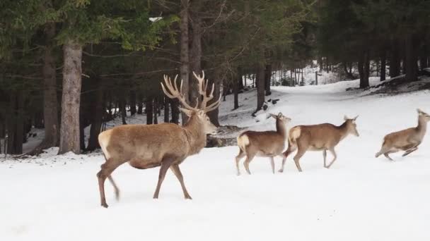 Deer Family Snow Winter — Vídeo de stock