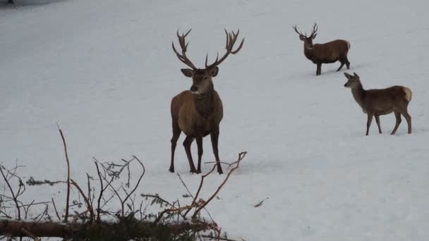 Deer Family Snow Winter — Stockvideo
