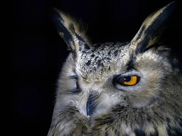 Uil Portret Kijken Naar Geïsoleerd Zwarte Achtergrond — Stockfoto