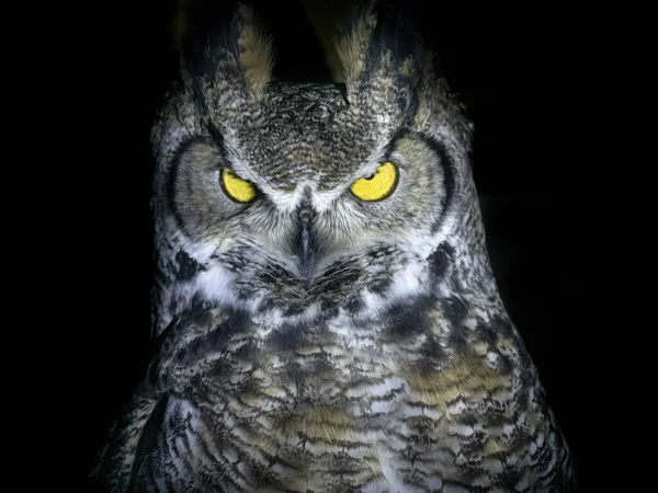 Owl Portrait Looking You Isolated Black Background — Stock Photo, Image