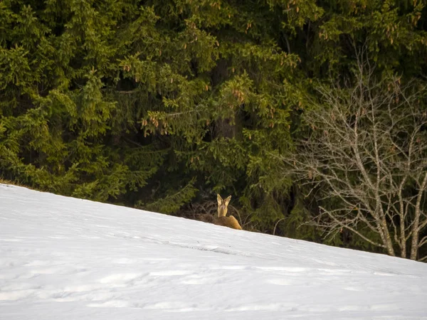 Deer Snow Winter Season — Zdjęcie stockowe